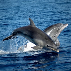 dolphins-cruise-Alghero
