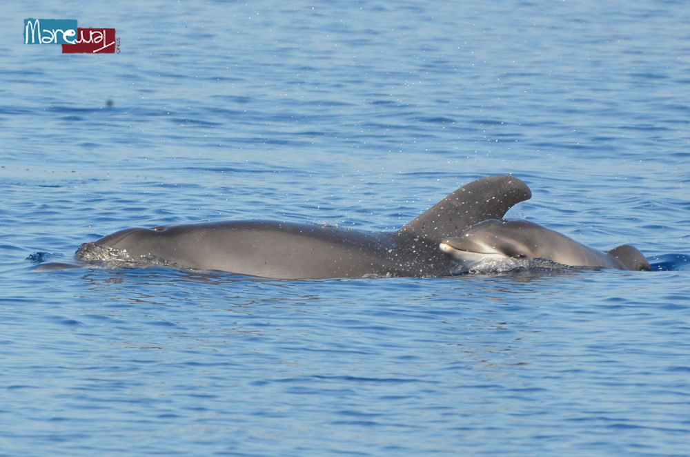 Cuccioli di delfino nel Golfo di Alghero