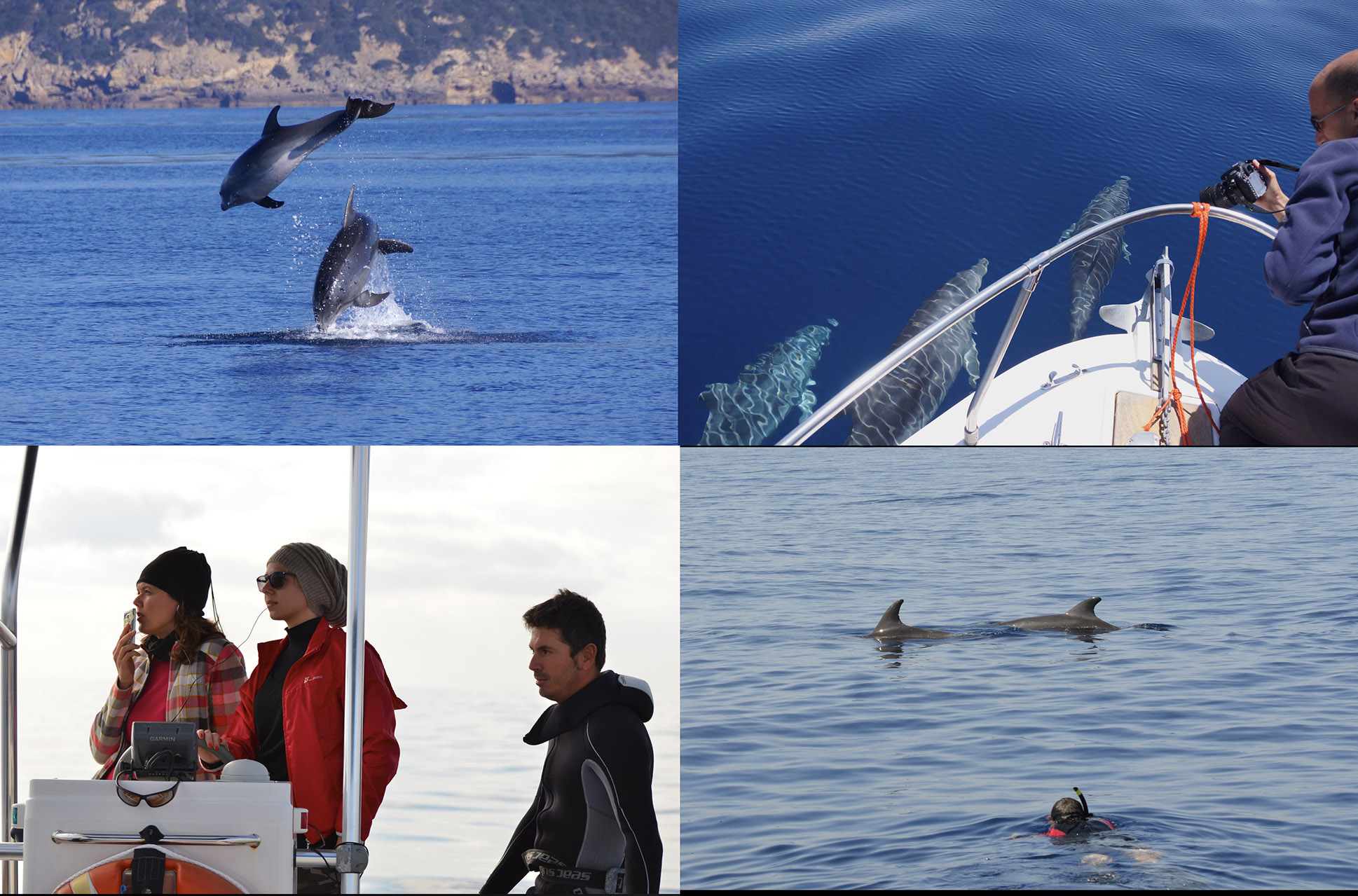 research-activities-MareTerra-dolphins-marine environment-protection